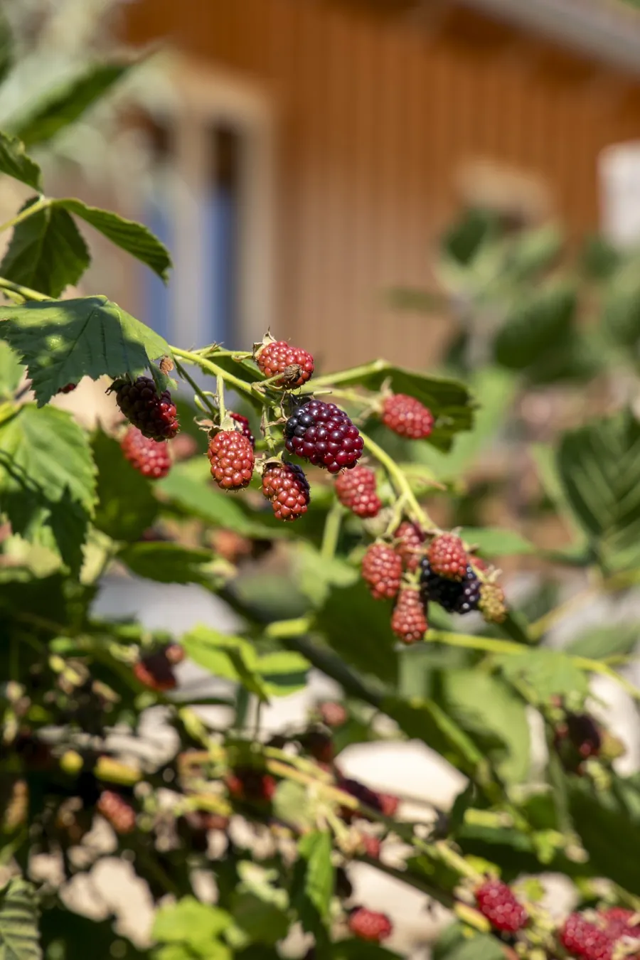 Reifende Brombeeren am Strauch vor dem Bauwagen