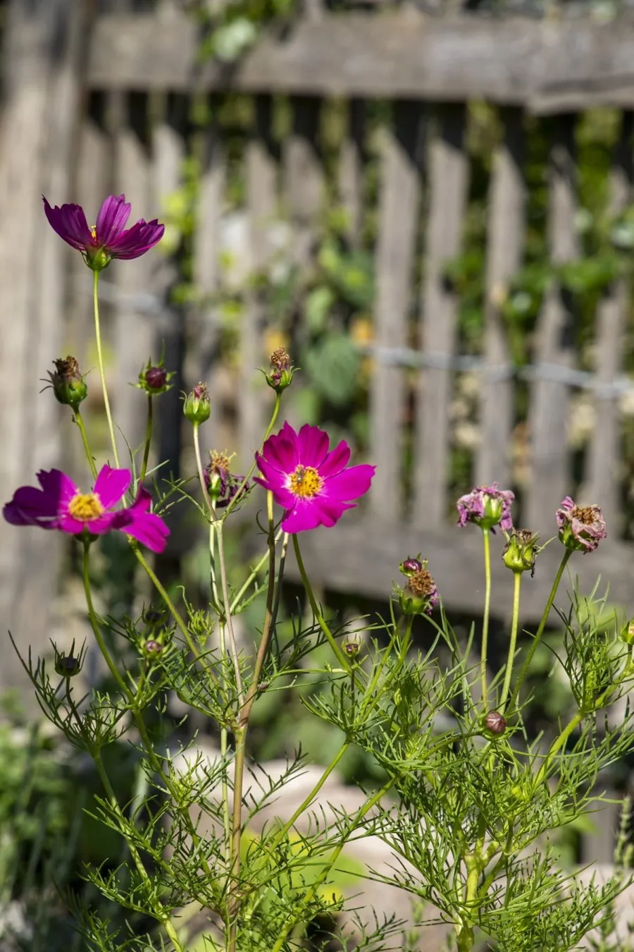 Pinke Cosmea-Blüten vor dem Gartenzaun