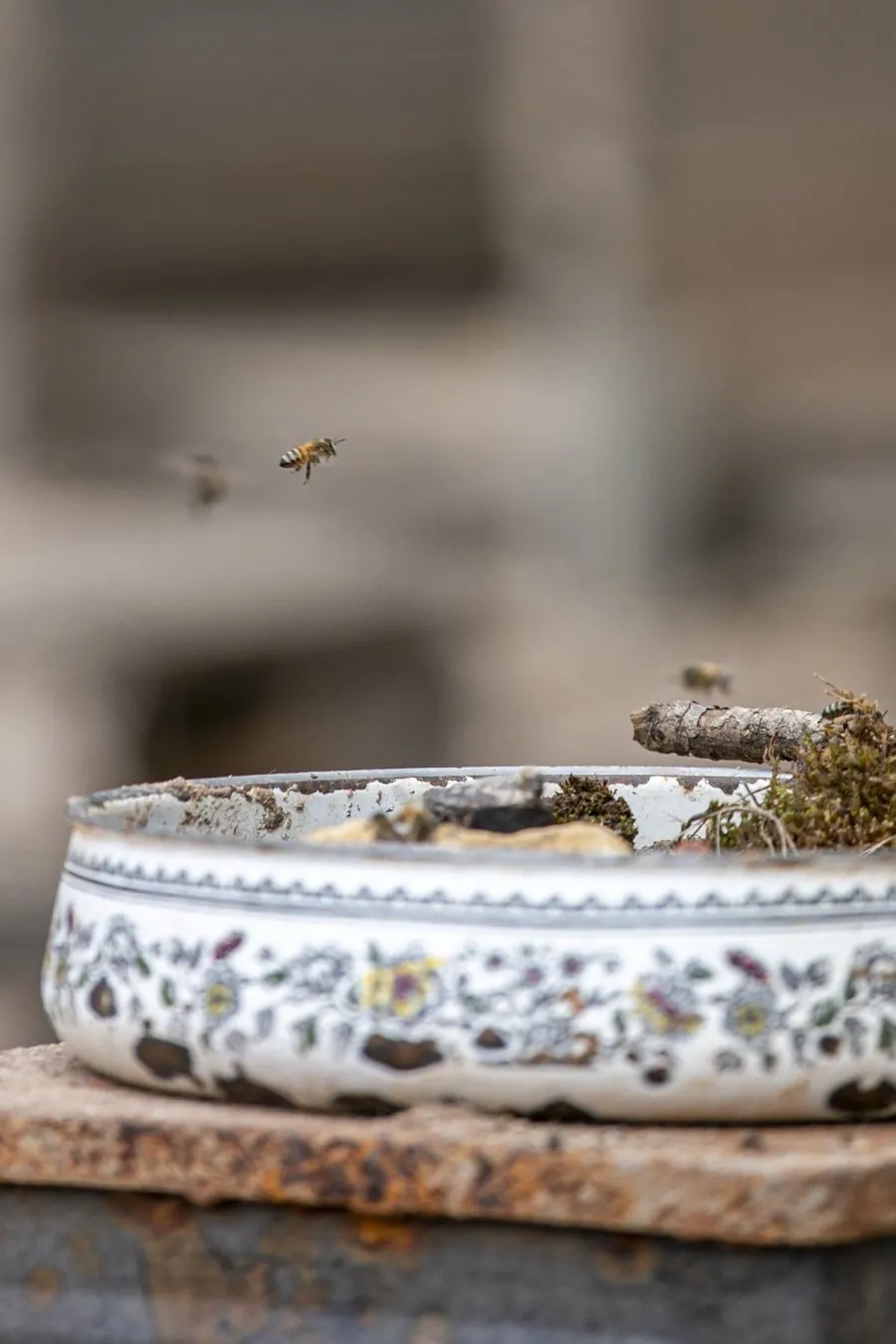 Bienen fliegen eine Bienentränke aus einer alten Emailleschale an