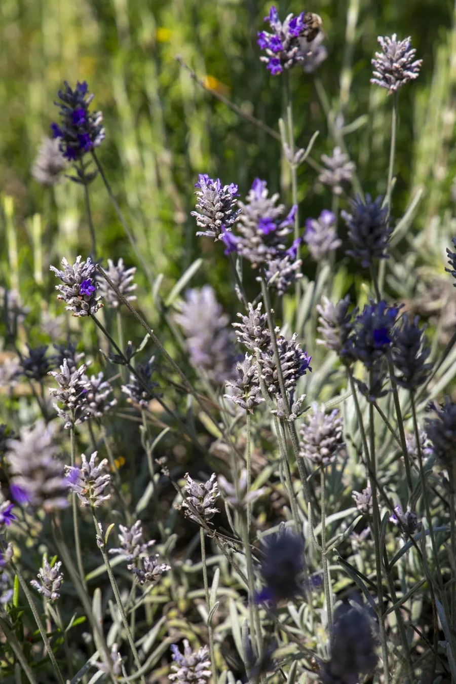 Blühender Lavendel im grünen Gartenbeet
