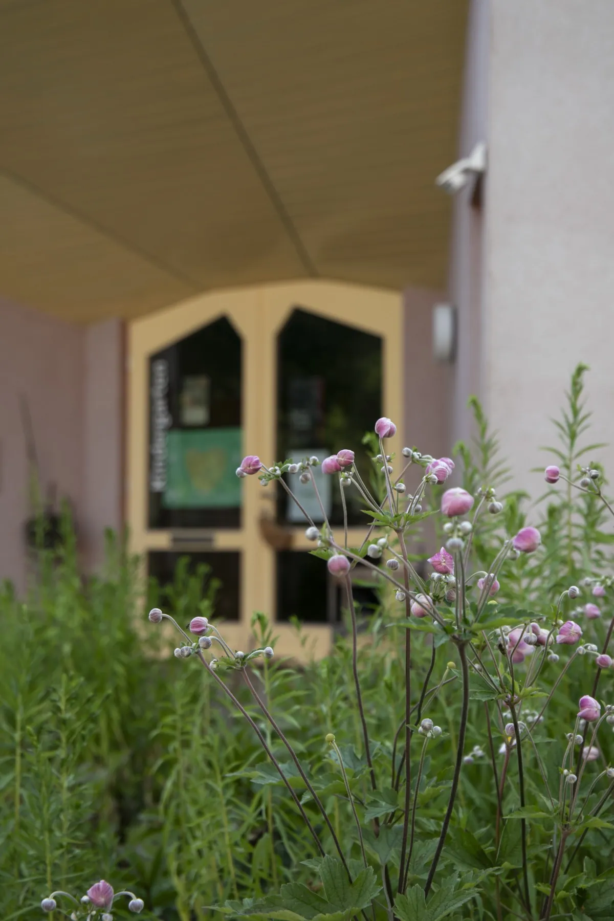 Herbstanemonen blühen vor dem Eingang des Kindergartens