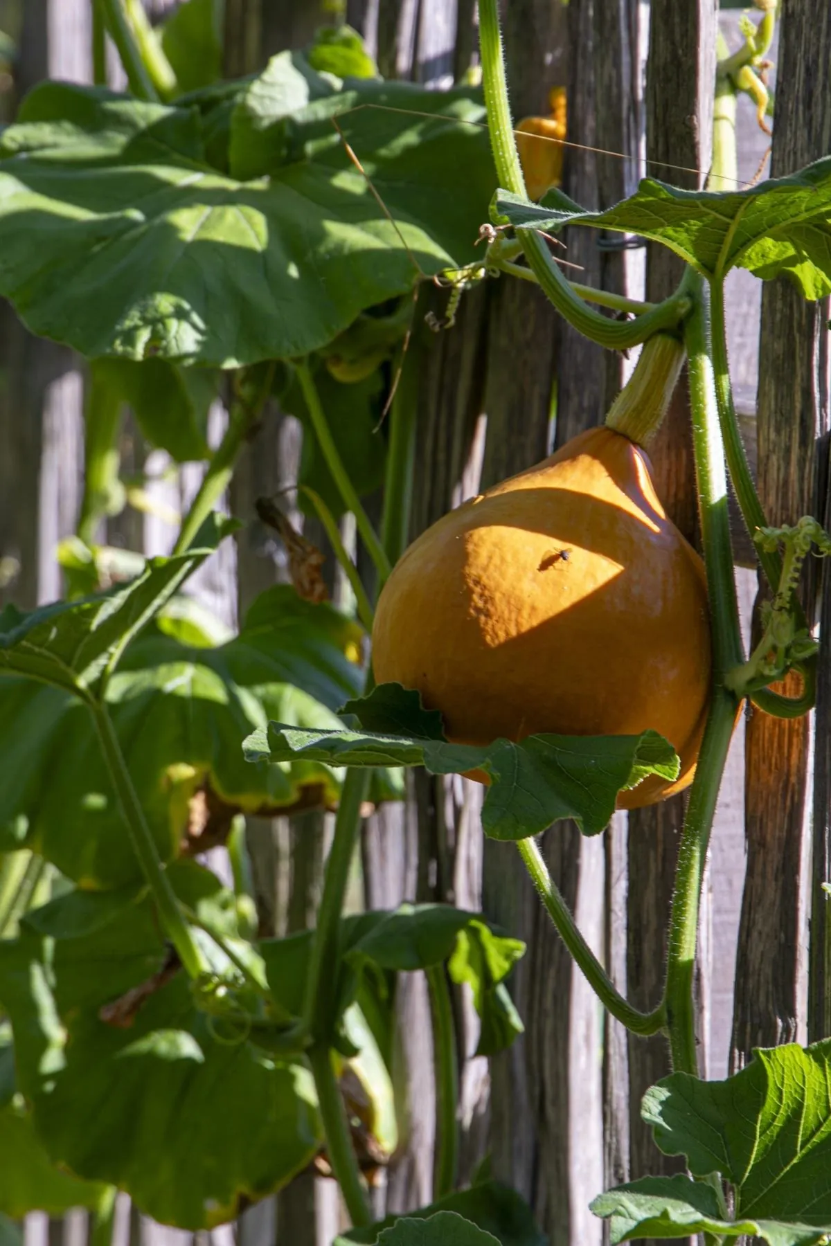 Reifer Hokkaido-Kürbis an einem Holzzaun im Garten